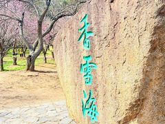 -香雪海