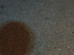 -玫瑰红烤羊排(北新桥三条店)