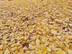 -华雅花园大酒店