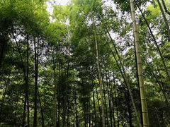 -石台牯牛降景区