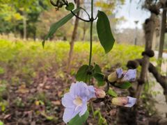 -广西壮族自治区药用植物园