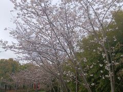 -上海山野camping·户外天幕烧烤·团建拓展营地