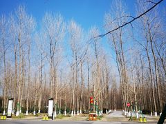 -黄海国家森林公园