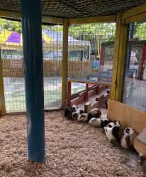 -萌宠亲子动物乐园(槐房万达店)