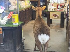 -奈良公园
