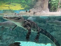 -上海海洋水族馆