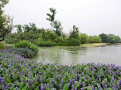 -西溪国家湿地公园