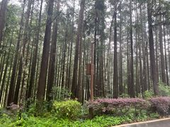 -姑婆山旅游区