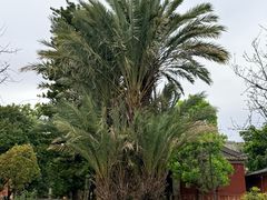 -建水文庙