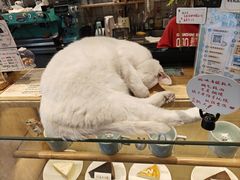 -猫的天空之城概念书店(苏州平江店)