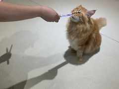 -藏猫猫咖啡主题馆(中央大道店)