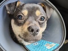 -爱侣宠医·鹦鹉专科·小型哺乳类·异宠专科(灵石路店)