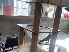 -Heymao猫咖.咖啡厅(东门店)
