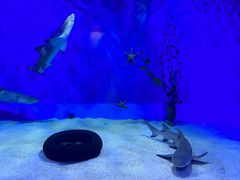 -太平洋海底世界