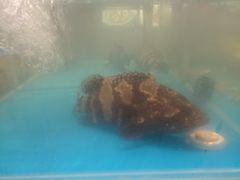 -金海湾海鲜总店