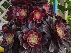 -三圣花乡旅游区