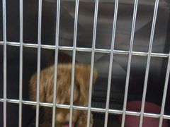 -创凡宠物医院·骨专科  猫科中心(西乡分院)