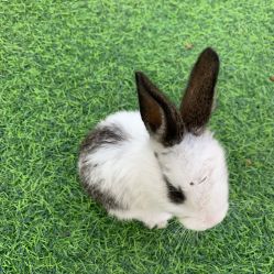 -萌宠亲子动物乐园(槐房万达店)