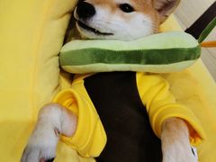 -逗柴咖啡屋·狗咖猫咖宠物桌游