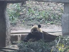 -中国大熊猫保护研究中心雅安碧峰峡基地