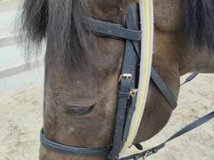 -北京群众马术培训基地