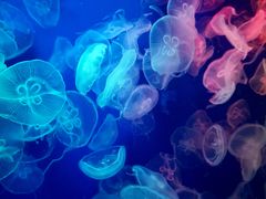 -成都浩海立方海洋公园