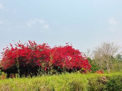 -中国科学院西双版纳热带植物园