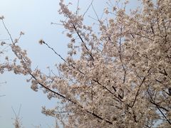 樱花山风景区-樱花山风景区