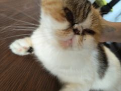 -猫岛主趣味餐厅(鼓浪屿店)