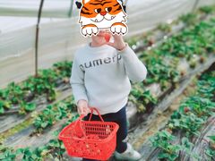 -胜丰草莓采摘园