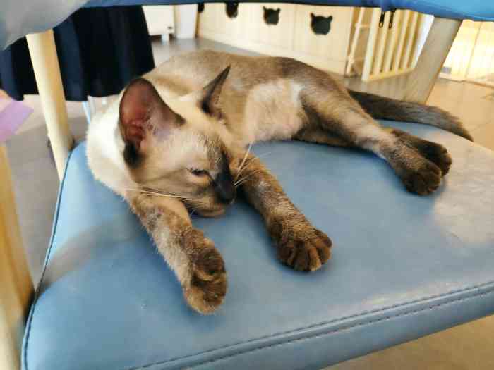 猫宁morning猫咖(福大怡山创意园店)-"坐的挺满的,就一个小妹招呼