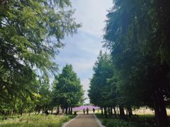 -同里国家湿地公园