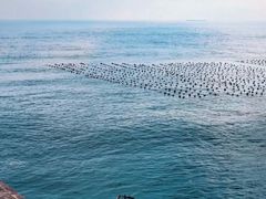-枸杞岛