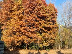 -溱湖国家湿地公园