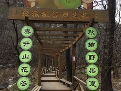 -大岭沟猕猴桃谷风景区