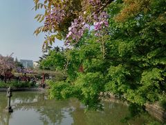 -嘉定紫藤园