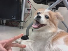 -申普宠物医院·心脏介入·心血管微创(总院)