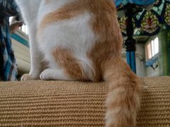 店内装饰-Sirena海妖日咖夜酒