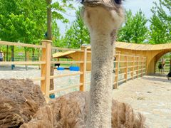 -泗洪洪泽湖湿地景区