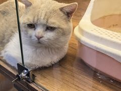 -鲜芋仙(常州吾悦国际广场店)