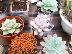 -秦美花卉(天朗·莱茵小城2期店)