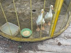 -北京鹿世界主题园