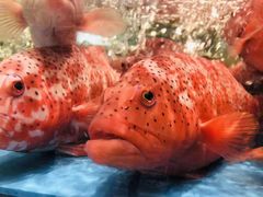 -徐记海鲜(观沙岭|滨江新城店)