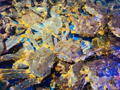 -蟹之国·精品蟹料理(极地店)