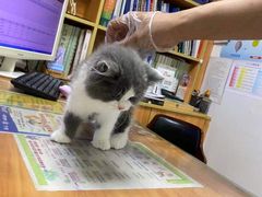 -pd派德宠物中心医院24H急重症·眼科中心·血液透析中心(嵩山北路店)