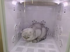 -momokira米努特·德文卷毛猫·棉花面纱犬