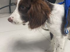 -关爱动物医院·心脏·中兽医·异宠(金牛路分院)