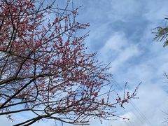 -重庆彩云湖湿地公园