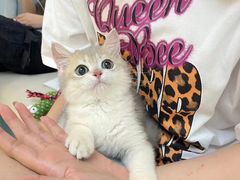 -lincat·猫舍(广州店)