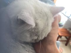-lincat·猫舍(广州店)